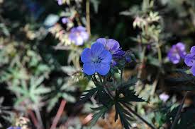 Image result for Geranium `Purple Haze`
