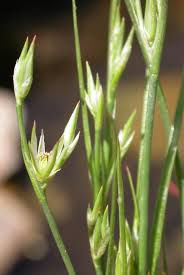 Attēlu rezultāti vaicājumam “Juncus bufonius bud”