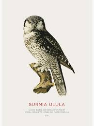 Image result for Surnia ulula