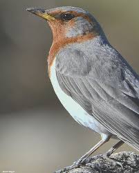 Image result for Turdus ruficollis