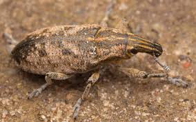 Attēlu rezultāti vaicājumam “Cleonis pigra”