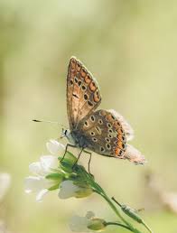 Attēlu rezultāti vaicājumam “Everes argiades male”