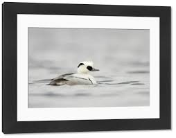 Attēlu rezultāti vaicājumam “Mergus albellus”