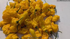 Afbeeldingsresultaat voor mme jeanette hot pepper