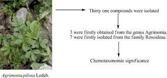 Attēlu rezultāti vaicājumam “Agrimonia pilosa”