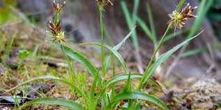 Attēlu rezultāti vaicājumam “Luzula luzuloides fruit”