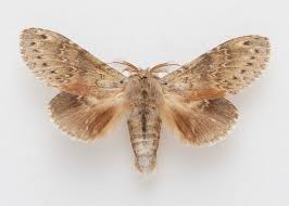 Attēlu rezultāti vaicājumam “Stauropus fagi”