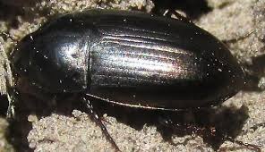 Attēlu rezultāti vaicājumam “Amara sp.”