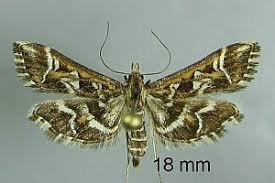 Attēlu rezultāti vaicājumam “Diasemia reticularis”