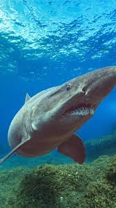 Image result for Odontaspis ferox