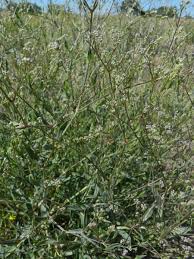 Attēlu rezultāti vaicājumam “Gypsophila fastigiata”