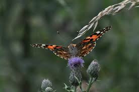 Attēlu rezultāti vaicājumam “Vanessa cardui upperside”