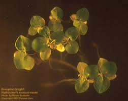 Attēlu rezultāti vaicājumam “Hydrocharis morsus-ranae fruit”