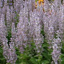 Image result for Salvia sclarea