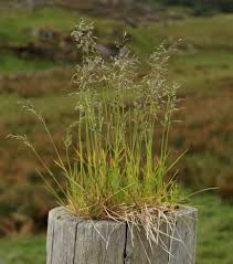 Attēlu rezultāti vaicājumam “Poa humilis”