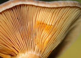 Attēlu rezultāti vaicājumam “Lactarius deterrimus”