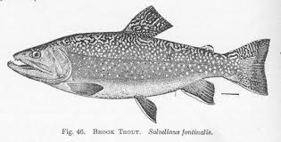 Image result for Salvelinus fontinalis