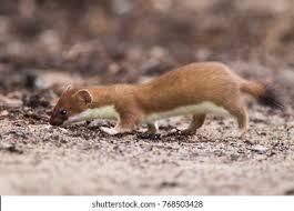 Attēlu rezultāti vaicājumam “Mustela erminea”