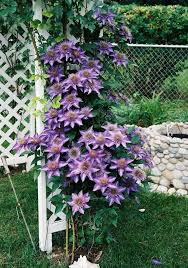 Image result for clematis multi blue