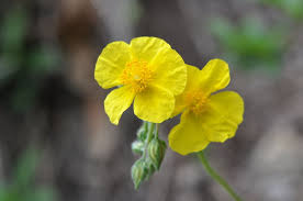 Attēlu rezultāti vaicājumam “Helianthemum nummularium”