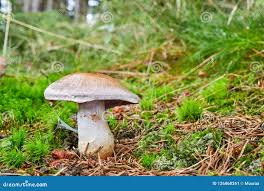 Attēlu rezultāti vaicājumam “Cortinarius traganus”
