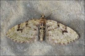 Attēlu rezultāti vaicājumam “Chloroclystis v-ata”