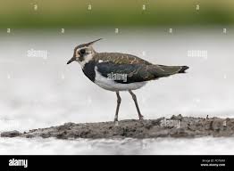 Attēlu rezultāti vaicājumam “Vanellus vanellus adult”