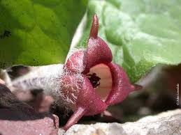 Attēlu rezultāti vaicājumam “Asarum europaeum flower”