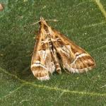 Attēlu rezultāti vaicājumam “Diasemia reticularis”