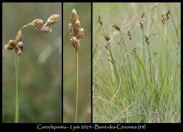 Attēlu rezultāti vaicājumam “Carex leporina”