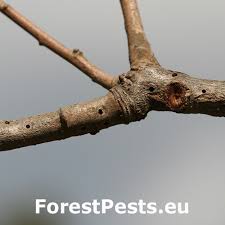 Attēlu rezultāti vaicājumam “Andricus quercuscorticis”