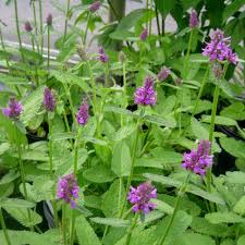 Attēlu rezultāti vaicājumam “Stachys officinalis”