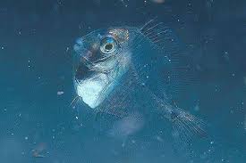 Image result for Acanthurus coeruleus