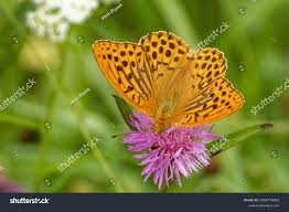 Attēlu rezultāti vaicājumam “Argynnis laodice”