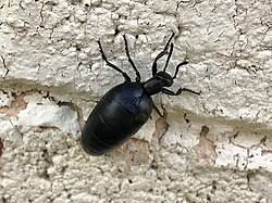 Attēlu rezultāti vaicājumam “Meloe sp. larva”