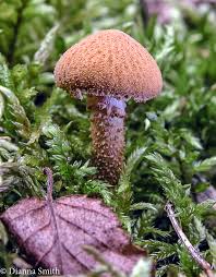 Attēlu rezultāti vaicājumam “Cystoderma amianthinum”