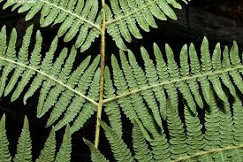 Attēlu rezultāti vaicājumam “Pteridium aquilinum”