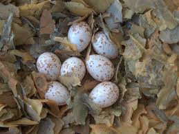 Attēlu rezultāti vaicājumam “Sitta europaea nest”