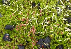 Attēlu rezultāti vaicājumam “Funaria hygrometrica sporophyte”