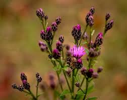Attēlu rezultāti vaicājumam “Serratula tinctoria flower”