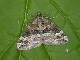 Attēlu rezultāti vaicājumam “Perizoma bifaciata”