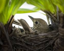 Attēlu rezultāti vaicājumam “Turdus philomelos nest”