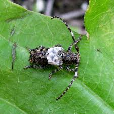 Attēlu rezultāti vaicājumam “Pogonocherus hispidulus”