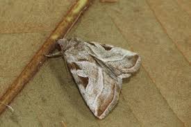 Attēlu rezultāti vaicājumam “Eucarta virgo”