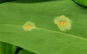 Attēlu rezultāti vaicājumam “Puccinia sessilis”