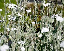 Image result for Lychnis coronaria alba