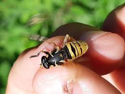 Attēlu rezultāti vaicājumam “Temnostoma vespiforme”