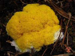 Attēlu rezultāti vaicājumam “Fuligo septica cf. septica”