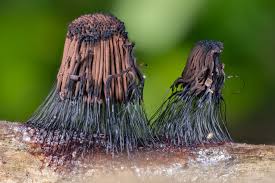 Attēlu rezultāti vaicājumam “Stemonitopsis subcaespitosa”