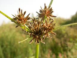 Attēlu rezultāti vaicājumam “Cyperus fuscus fruit”